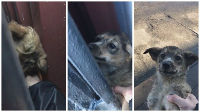 В Усть-Каменогорске спасатели извлекли щенка, застрявшего между контейнерами