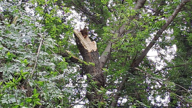 Упавшее дерево едва не убило двух человек в Алматы, фото - Новости Zakon.kz от 20.07.2023 13:59