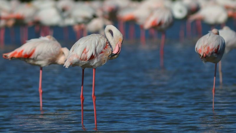 "Так близко": кадры с фламинго восхитили пользователей Казнета