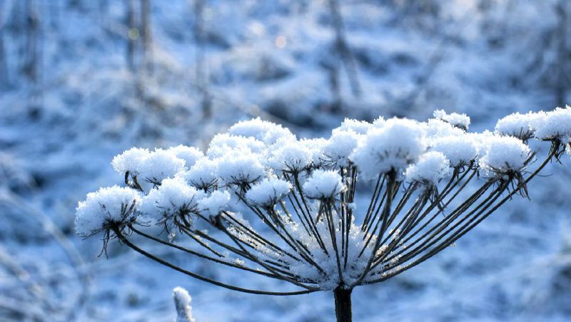 Снег Прогноз погоды