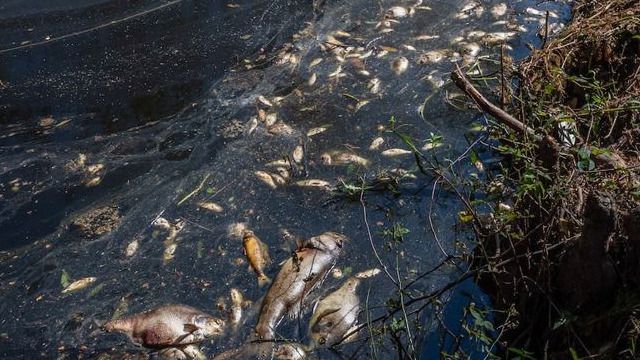 Массовый замор рыбы в Карагандинской области 