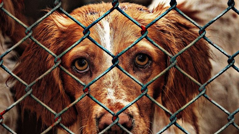 Две тысячи тенге за отловленную собаку предлагают в Атырау
