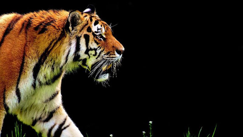 зоопарк Караганда видео ласковый тигр