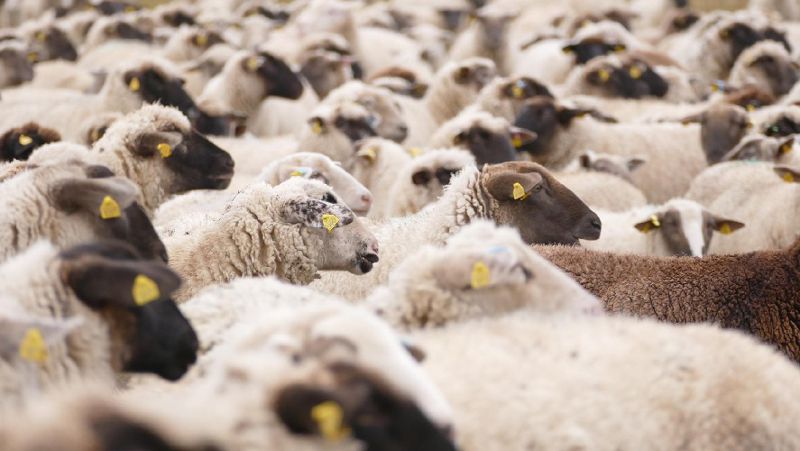 ДТП в Алматинской области, стадо овец