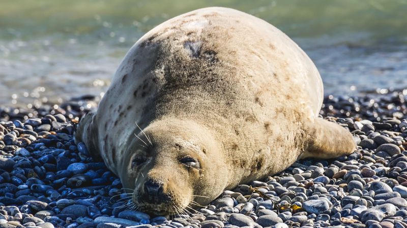 Десятки тушек тюленей и осетров обнаружили на побережье Каспия