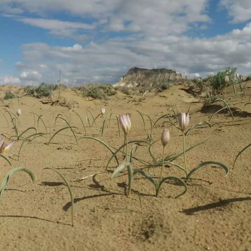 Редкие тюльпаны зацвели в пустыне Мангистау