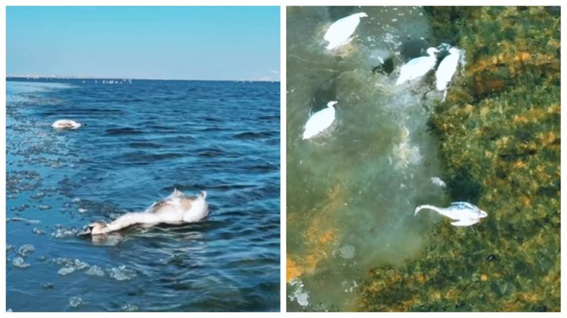 Мертвых лебедей сняли на видео на озере Караколь