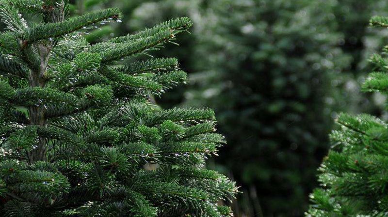 В Казахстане у нелегальных торговцев изъяли 2,5 тысячи живых новогодних  елок