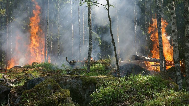 Усилена группировка спасателей, тушащих пожар в Абайской области
