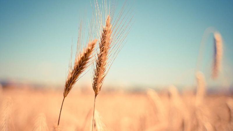 зерно экспорт, Казахстан, налоги, Минфин РК