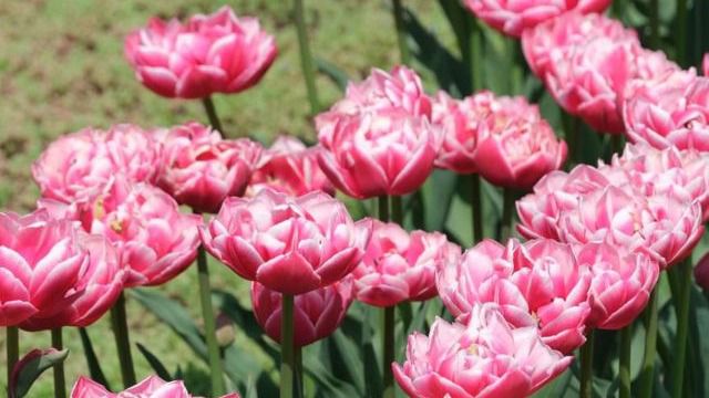 Гүл Ішкі істер министрлігі Шымкенттегі гүл дүкеніндегі жанжалға қатысты пікір білдірді