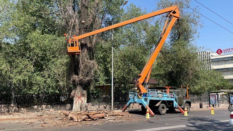 старые деревья, вырубка