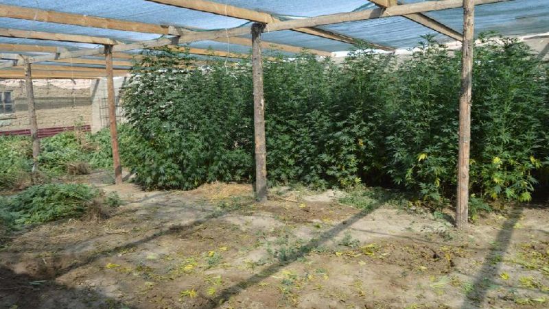 Бақша Түркістан облысы, көкнәр, сора