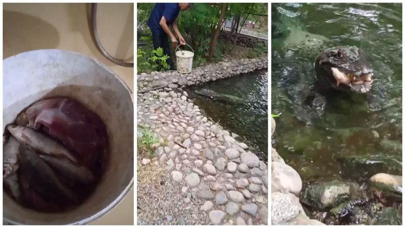 Могут не есть месяцами: в Алматинском зоопарке показали, как кормят крокодилов