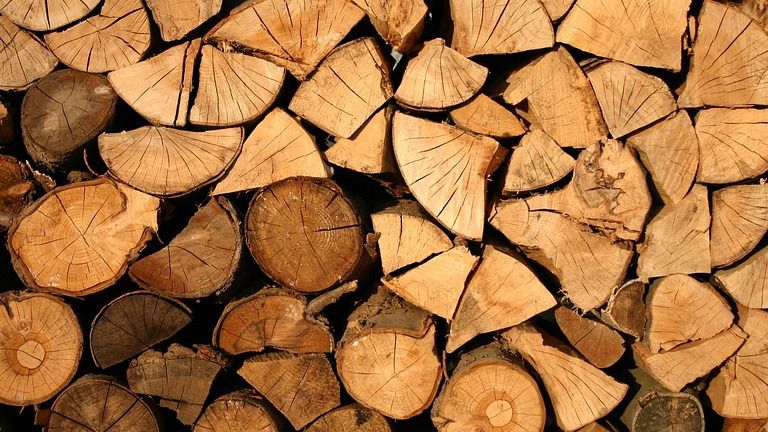 В Казахстане ввели запрет на вывоз лесоматериалов