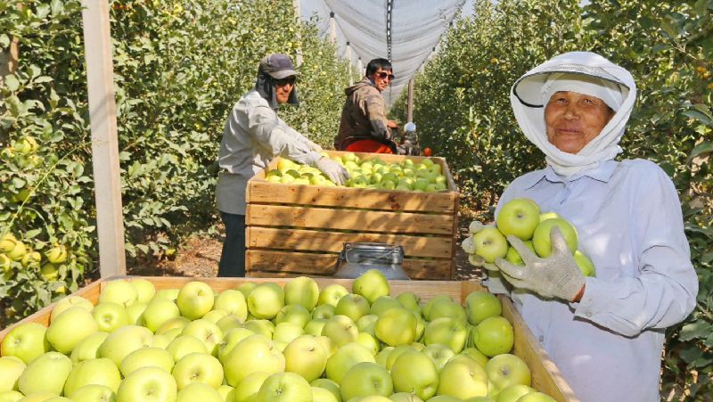 яблоки Алматинская область