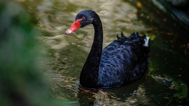 Птенцы редких черных лебедей вылупились в зоопарке Шымкента
