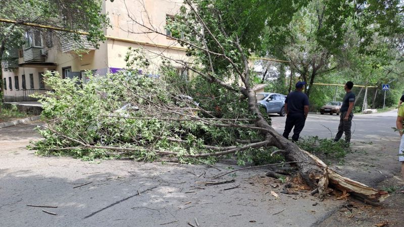 Упавшее дерево едва не убило двух человек в Алматы