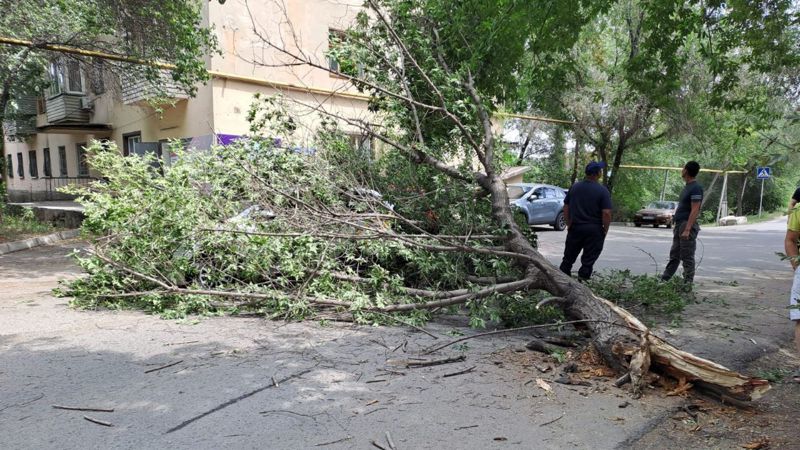 Упавшее дерево едва не убило двух человек в Алматы, фото - Новости Zakon.kz от 20.07.2023 13:59