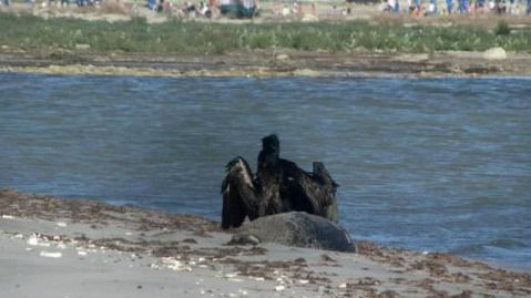 В Актау вновь обнаружили погибших тюленей