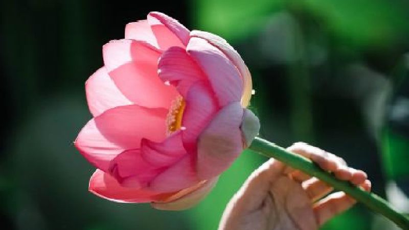В Курмангазинском районе начался сезон цветения лотоса