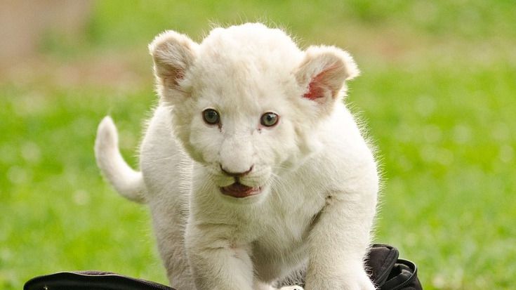Уникальный белый львенок родился в Иране