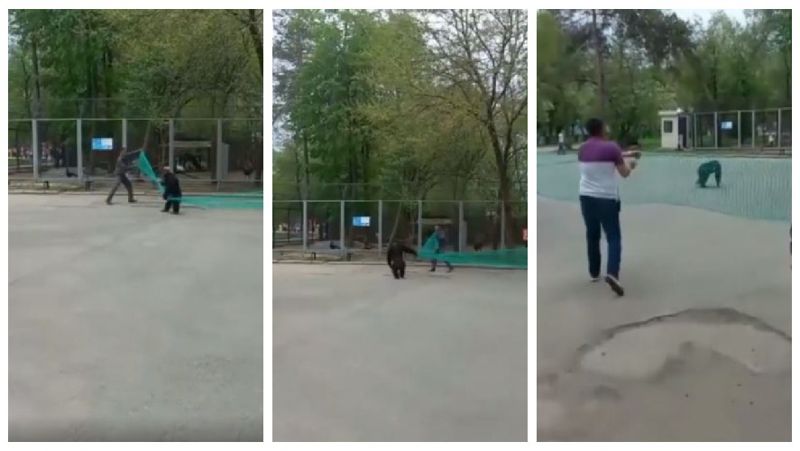 шимпанзе за пределами вольера попытки поймать обезьяну в зоопарке