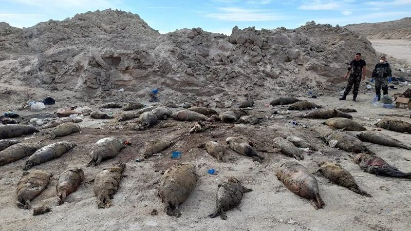Мертвых тюленей и рыб опять нашли на берегу Каспия