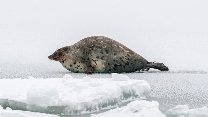 тюлень на Каспийском море