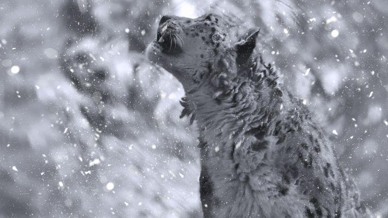 В Иле-Алатауском нацпарке сняли на видео редкого снежного барса