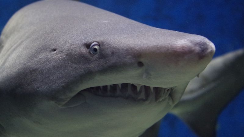 В египетском курорте Дахаб акула откусила девушке руку