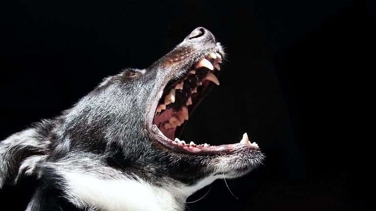 Бродячие собаки нападают на скот и домашнюю птицу в ВКО 