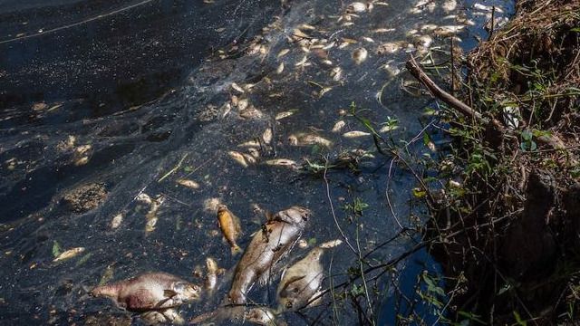 Морозы могли стать причиной массовой гибели рыбы в СКО 