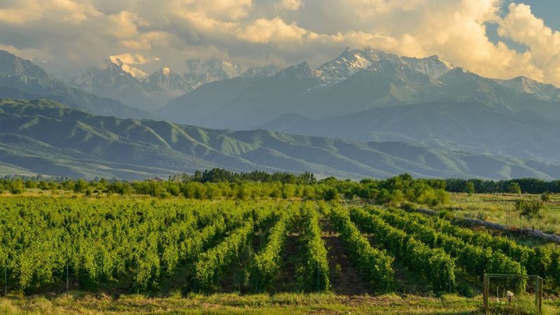 Arba Wine: как возрождение виноградников приносит пользу селу