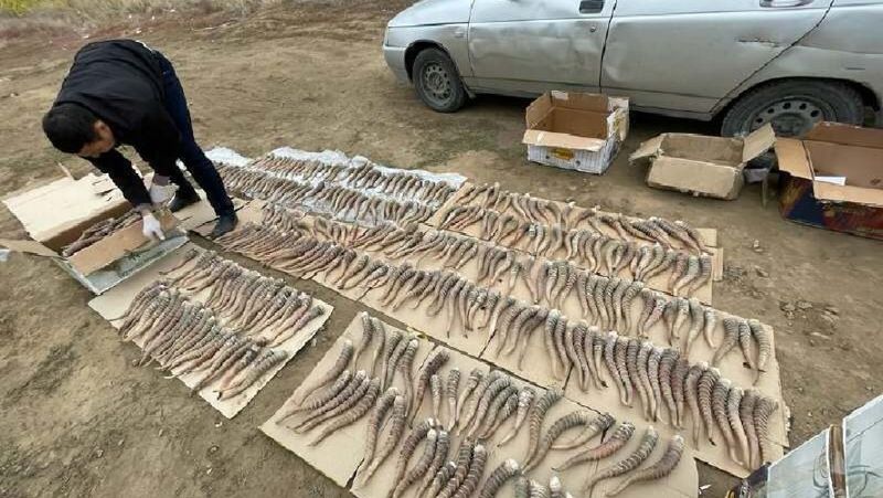 Полицейские в Актюбинской области нашли рога