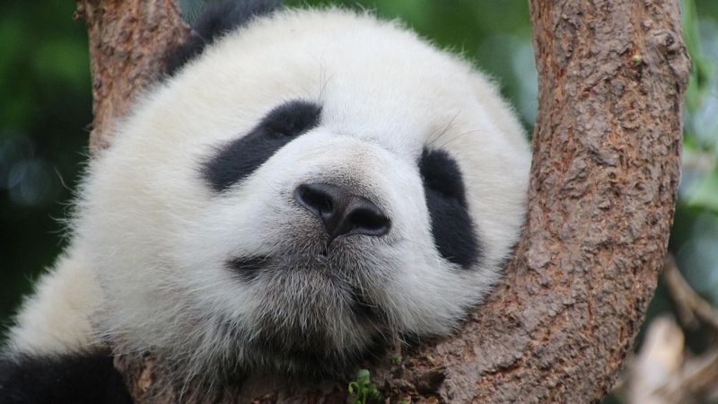 Панда из зоопарка Гуанчжоу стала звездой соцсетей 