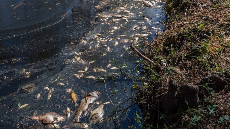 Массовую гибель рыбы в реке сняли на видео в Карагандинской области