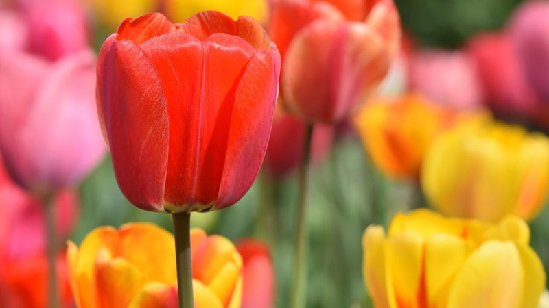 Миллион тюльпанов посадили в этом году в Шымкенте