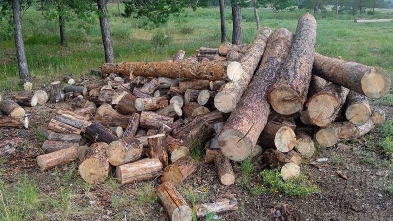 Ағаш 14 шілдеде Сандықтау ауданының полиция бөлімі "Маралды ОШМ" КММ директорының 37 м3 көлемінде қарағай ағаштарын заңсыз кесу және ұрлау фактісі туралы өтініші келіп түсті.