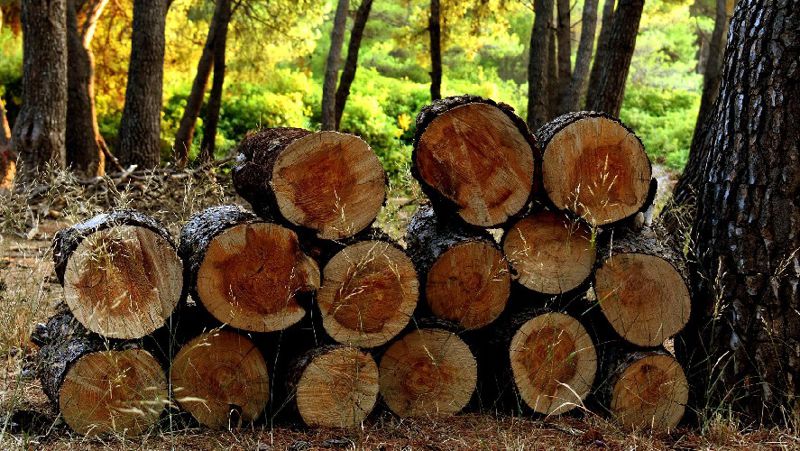 Ағаш отынға ағаштарды кесіп жатыр