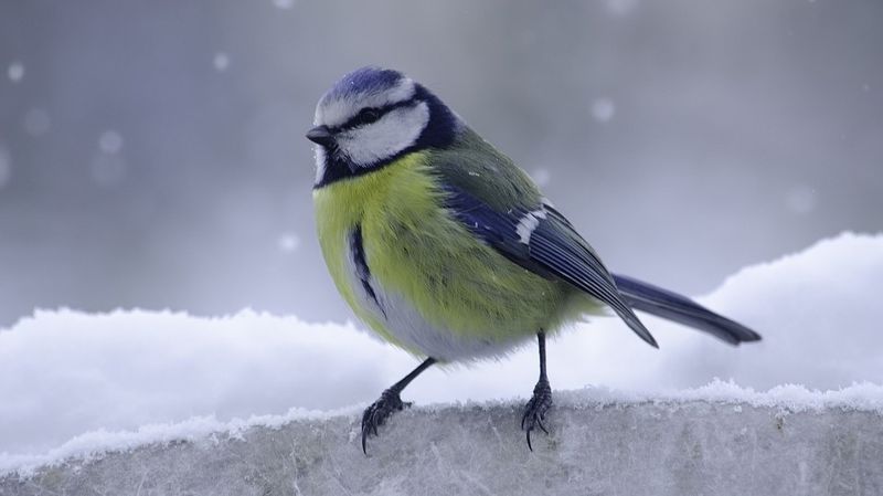 как правильно подкармливать птиц зимой 