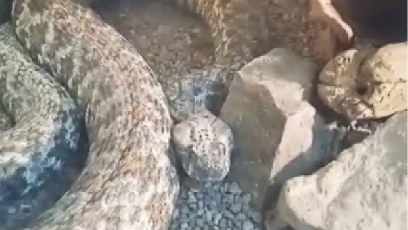 Очаровательно-опасная змея из зоопарка Алматы празднует день рождения