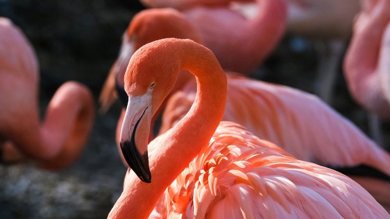 Названа предварительная причина гибели фламинго в в Мангистау