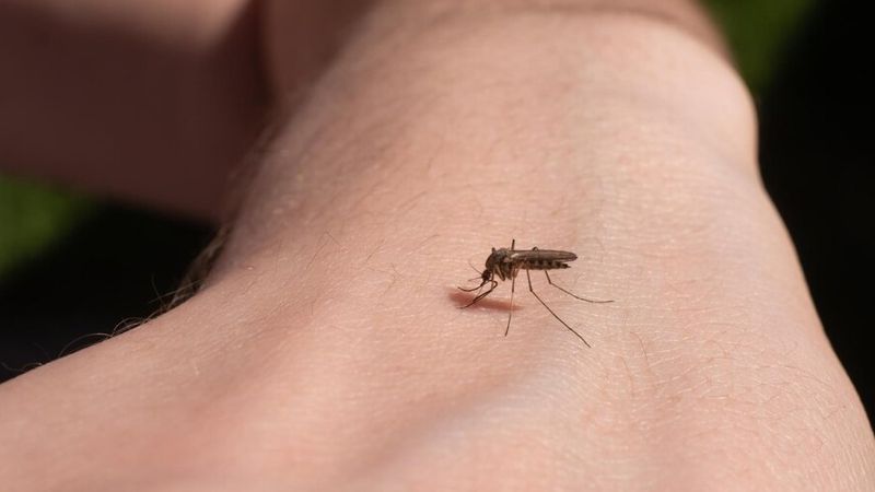 комар, кожа
