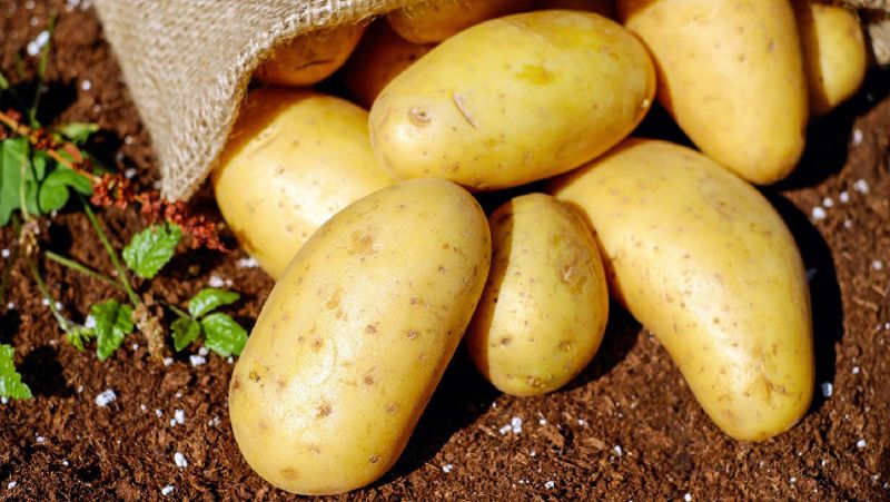 вводятся ограничения на вывоз картофеля