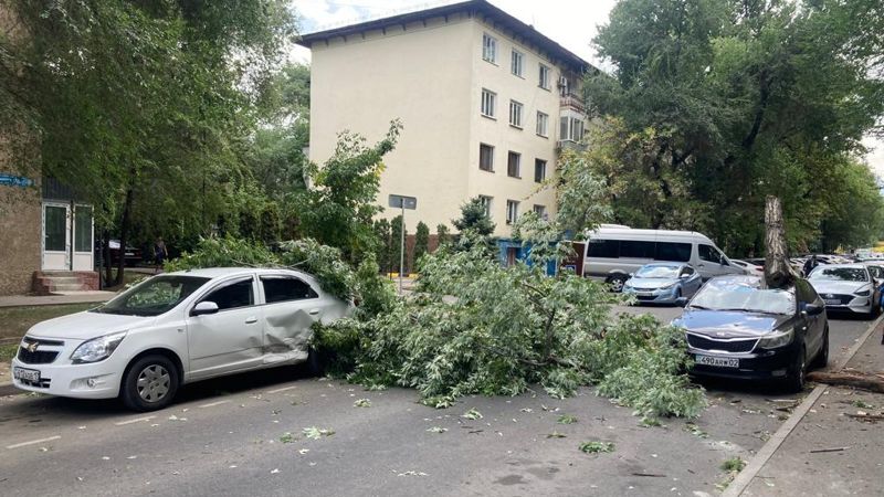 В Алматы рухнувшее дерево пробило автомобиль