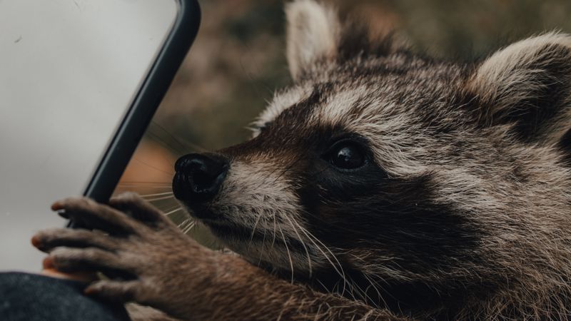 Топ необычных животных, предлагаемых в объявлениях 