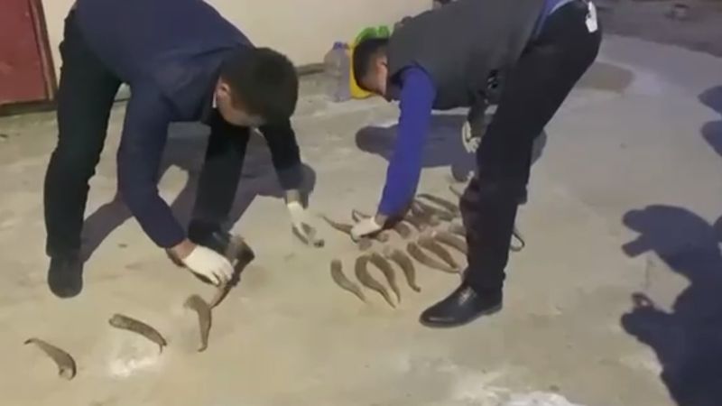 Кызылординца задержали за незаконный отстрел и продажу мяса сайгаков
