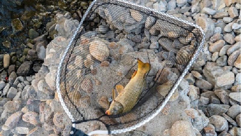 сколько рыбы можно выловить в водоемах Казахстана