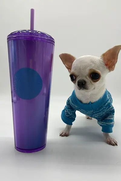 Опубликованы фото самой маленькой собаки в мире